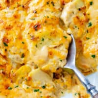 A spoon scooping up cheesy scalloped potatoes from a casserole dish.